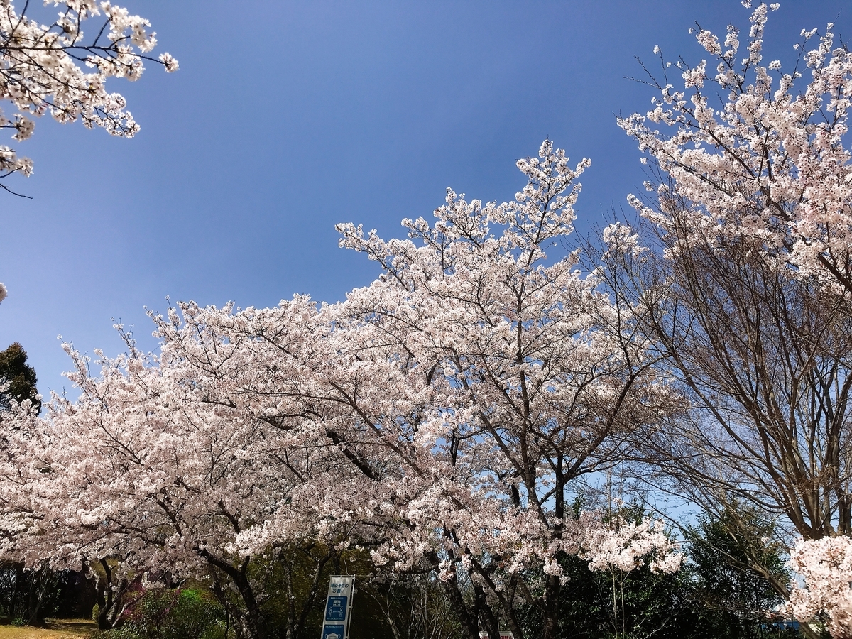 青空と桜