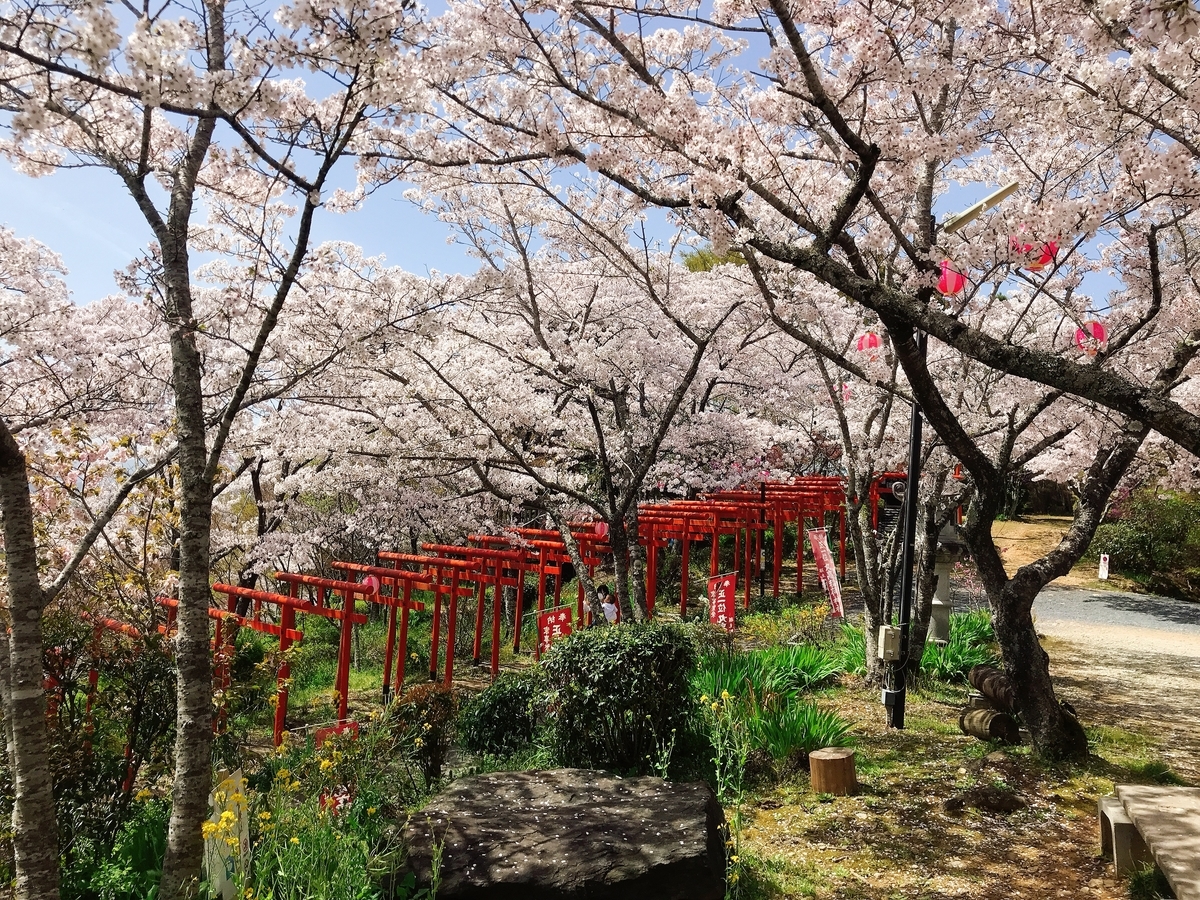 青空と桜