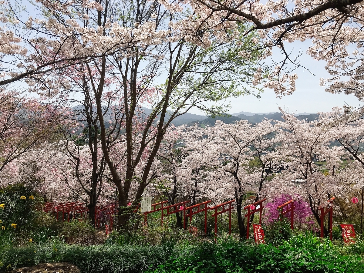 青空と桜