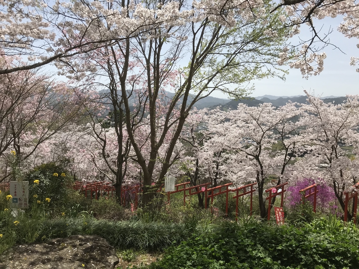 青空と桜