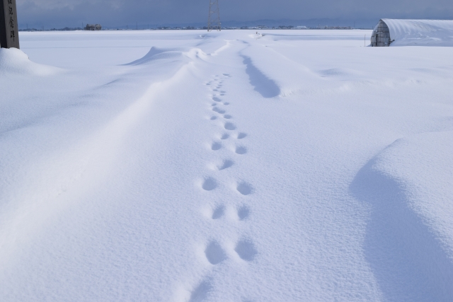 新雪の雪景色（山形県）