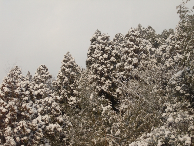 雪化粧