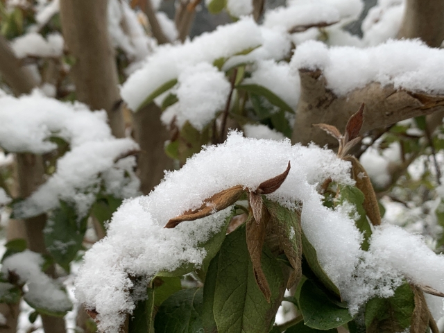 初雪