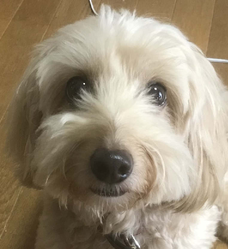 f:id:takabonyade:20210906170948j:plain