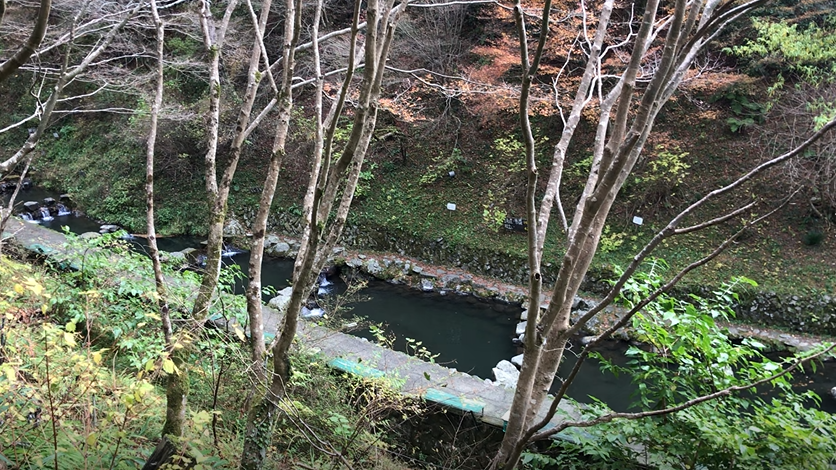 紅葉が見える川沿い