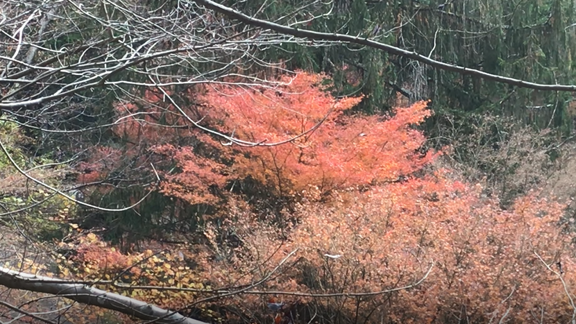 テラス席から見える紅葉