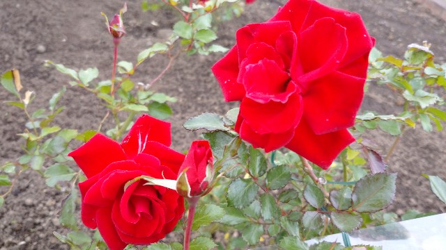 f:id:takadera:20221122162033j:image