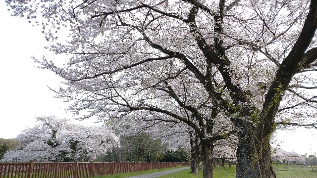 f:id:takadera:20230328171810j:image f:id:takadera:20230328171810j:image