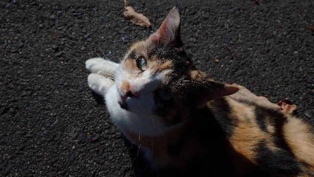 f:id:takadera:20231208172123j:image f:id:takadera:20231208172123j:image