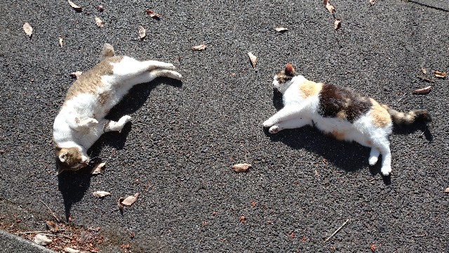 f:id:takadera:20231208172134j:image f:id:takadera:20231208172134j:image