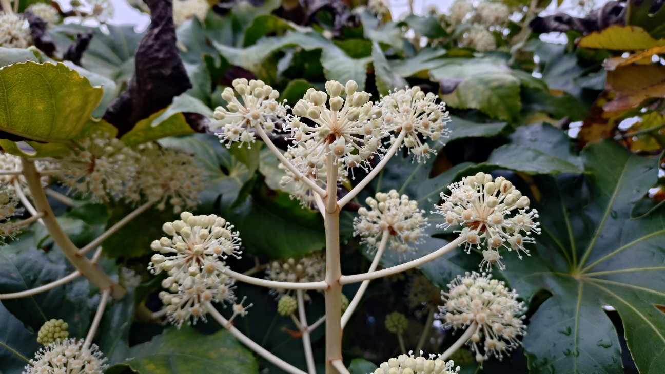 f:id:takadera:20251125184426j:image