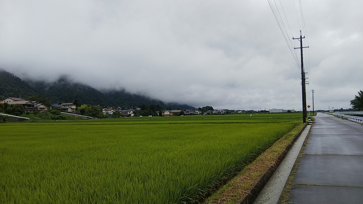 田んぼ