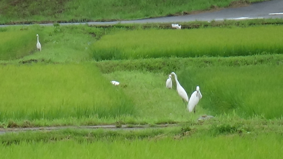 田んぼ