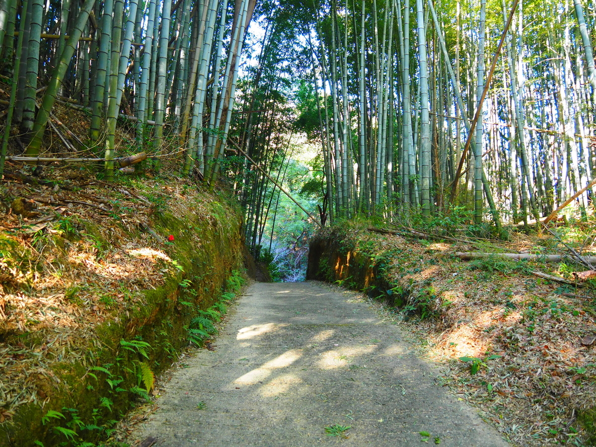伊射波神社への道のり竹林