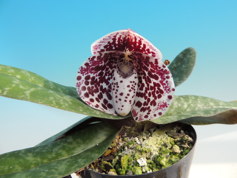 ◇洋蘭◇ Paph. bellatulum × sib(Tosakei×Greatkei) 3 bellatulum