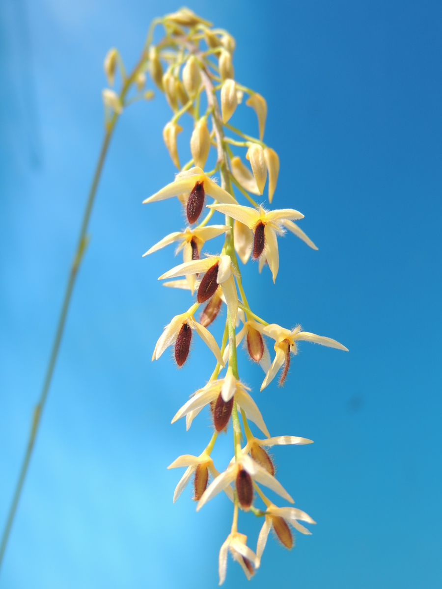 Bulbophyllum（Bulb.）lasiochilum Black Type 'No.1' | ランに