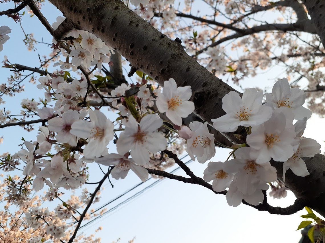 f:id:takahashiyuta2:20200405055238j:plain f:id:takahashiyuta2:20200405055238j:plain