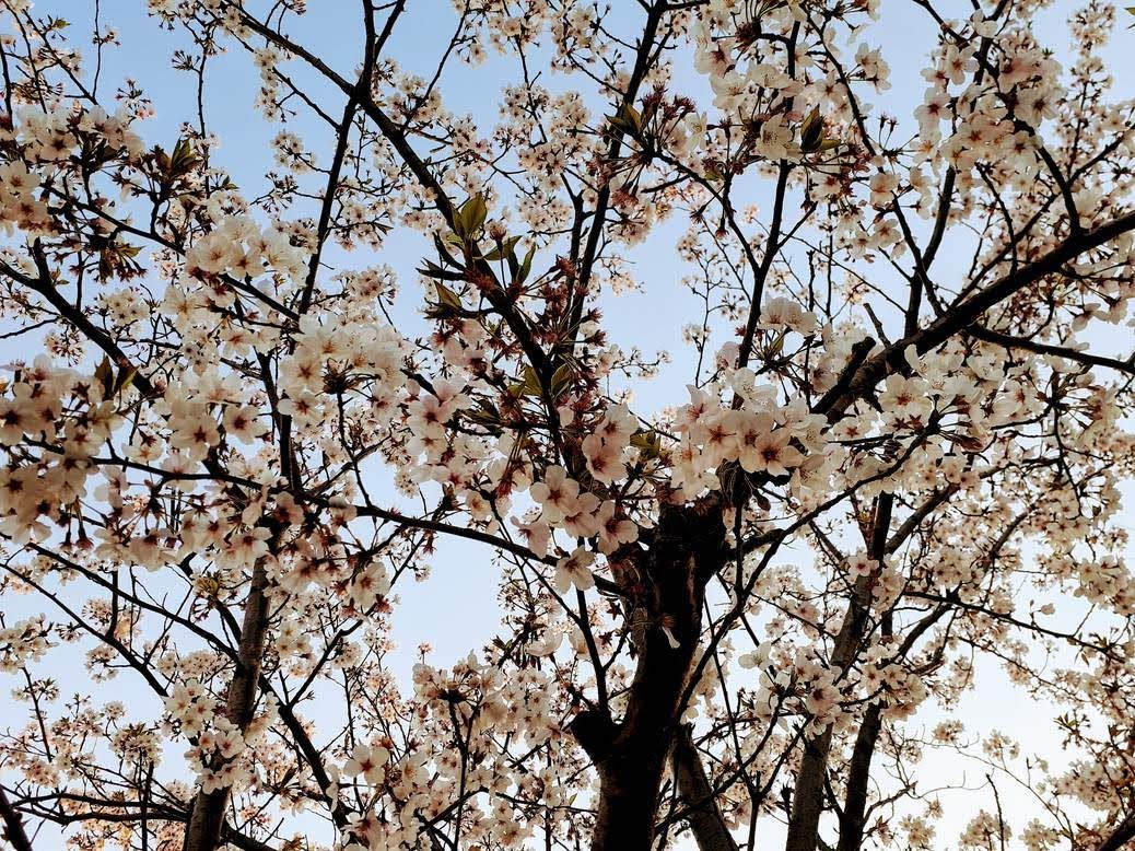 f:id:takahashiyuta2:20200405055240j:plain f:id:takahashiyuta2:20200405055240j:plain