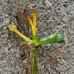 f:id:takahikonojima:20140221135833j:plain