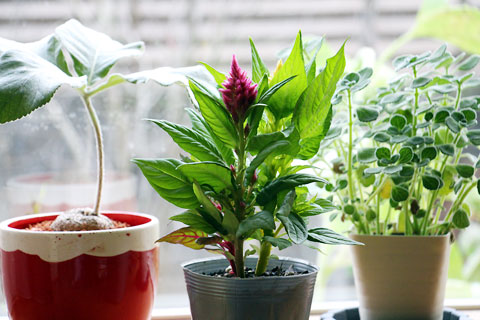 f:id:takahikonojima:20140816194607j:plain