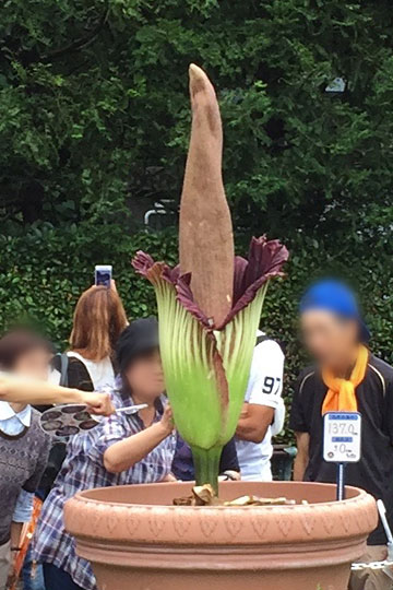 f:id:takahikonojima:20150907192918j:plain