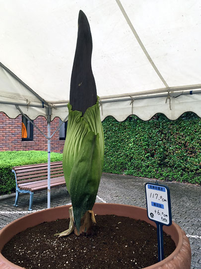 f:id:takahikonojima:20150907193011j:plain