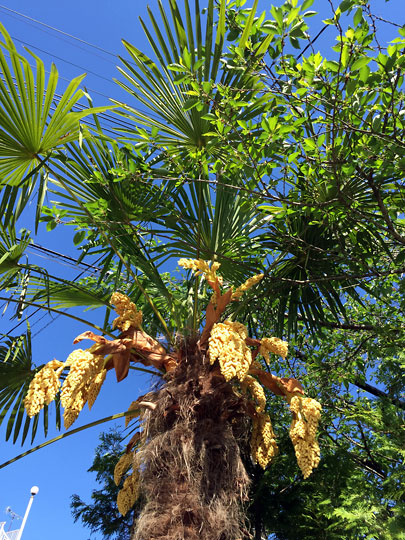 f:id:takahikonojima:20160429165331j:plain f:id:takahikonojima:20160429165331j:plain