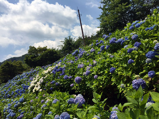 f:id:takahikonojima:20160626181101j:plain f:id:takahikonojima:20160626181101j:plain