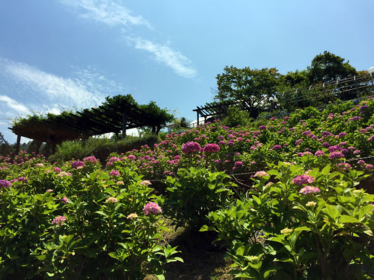 f:id:takahikonojima:20160626181110j:plain f:id:takahikonojima:20160626181110j:plain