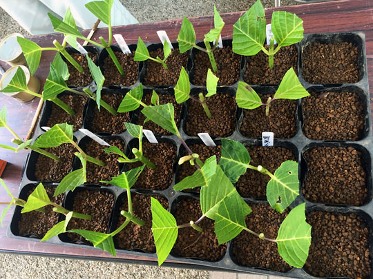 f:id:takahikonojima:20160626181126j:plain f:id:takahikonojima:20160626181126j:plain