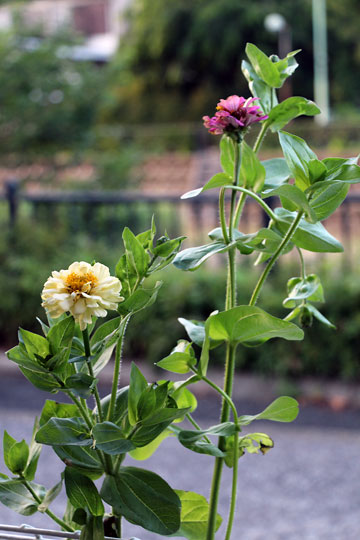 f:id:takahikonojima:20160626181638j:plain f:id:takahikonojima:20160626181638j:plain