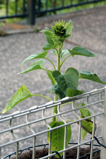 f:id:takahikonojima:20160626181737j:plain f:id:takahikonojima:20160626181737j:plain