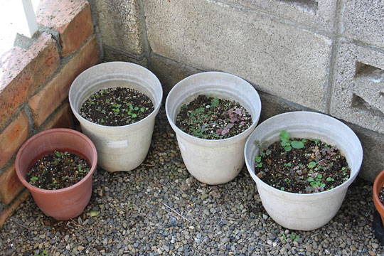 f:id:takahikonojima:20160712112859j:plain