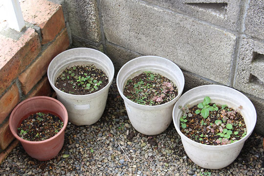 f:id:takahikonojima:20160716092549j:plain