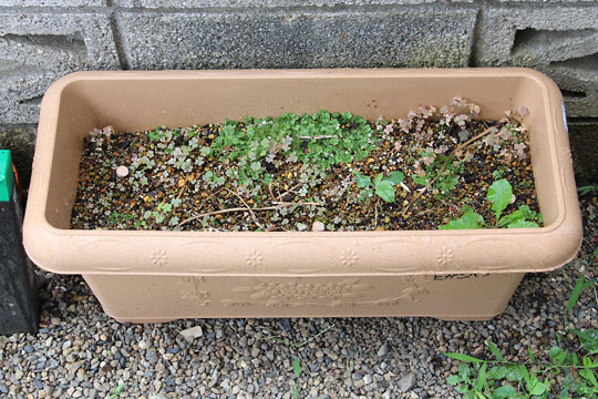 f:id:takahikonojima:20160719155523j:plain