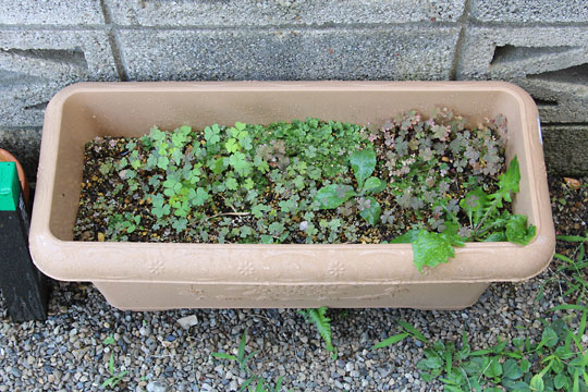 f:id:takahikonojima:20160730190031j:plain