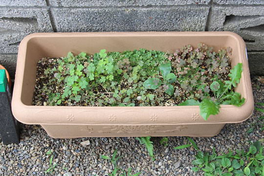 f:id:takahikonojima:20160802140529j:plain