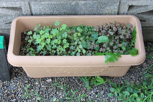 f:id:takahikonojima:20160807113044j:plain