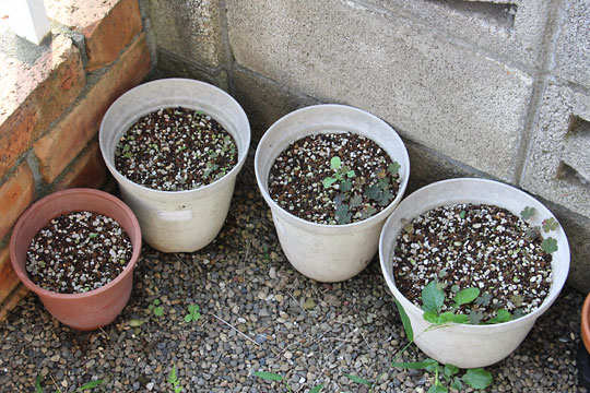 f:id:takahikonojima:20160807113057j:plain