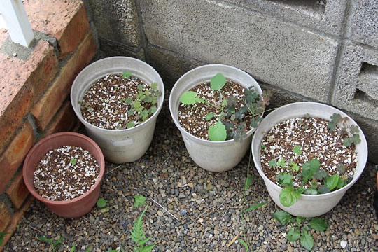 f:id:takahikonojima:20160819202616j:plain