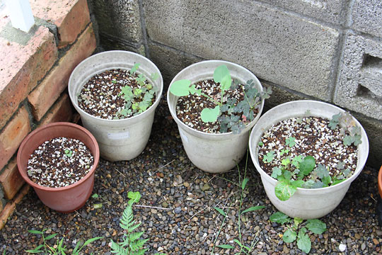 f:id:takahikonojima:20160819202632j:plain