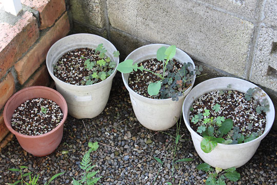 f:id:takahikonojima:20160820094532j:plain