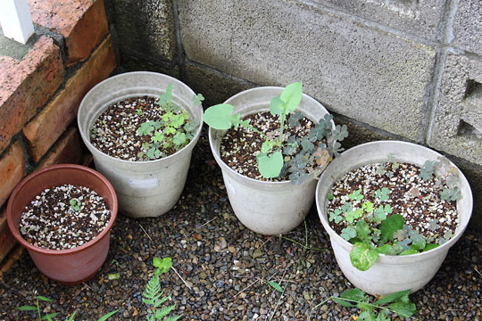 f:id:takahikonojima:20160820094542j:plain