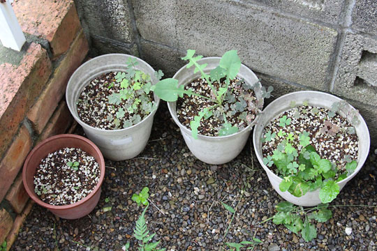 f:id:takahikonojima:20160902154028j:plain