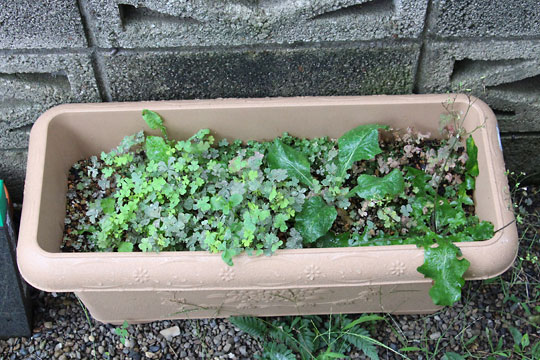 f:id:takahikonojima:20160902154032j:plain