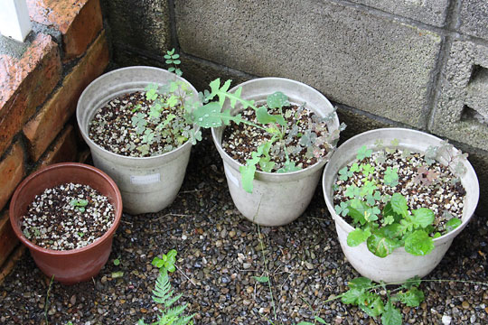 f:id:takahikonojima:20160902154035j:plain