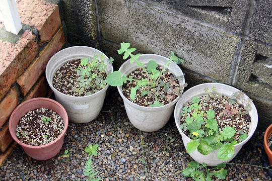 f:id:takahikonojima:20160903154542j:plain