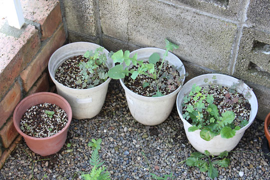 f:id:takahikonojima:20160903154550j:plain