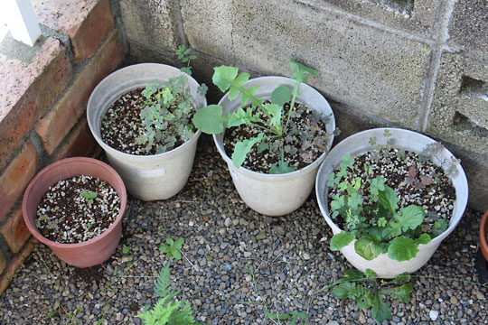 f:id:takahikonojima:20160903154557j:plain