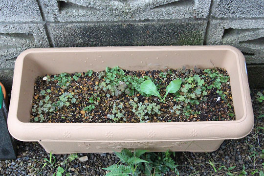 f:id:takahikonojima:20160917182359j:plain